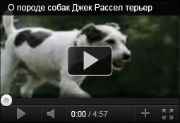О породе собак Джек рассел терьер