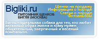 Питомник щенков Бигля «Bigliki»