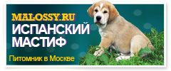 Питомник Испанских Мастифов «Malossy»