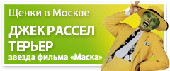 Питомник Джек Рассел терьеров «JACK RUSSELL»