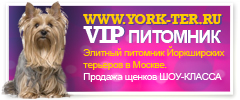 Элитный питомник Йоркширских терьеров ШОУ-КЛАССА